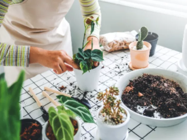 How to Tell If You Need to Repot a Houseplant | Brookdale